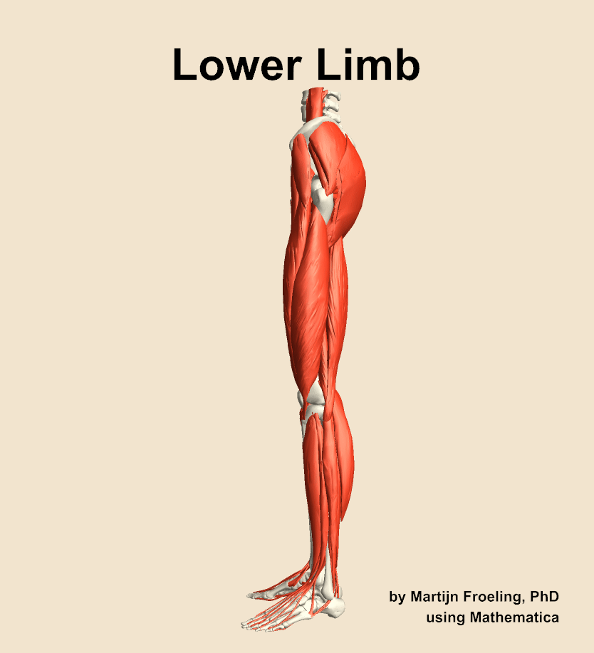 Anterior compartment muscles of left lower leg
