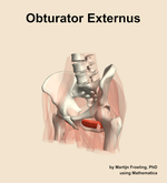 The obturator externus muscle of the hip - orientation 15
