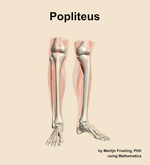 The popliteus muscle of the leg - orientation 12