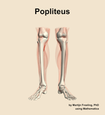 The popliteus muscle of the leg - orientation 13