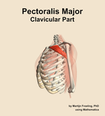 The clavicular part of the pectoralis major muscle of the shoulder - orientation 16
