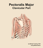 The clavicular part of the pectoralis major muscle of the shoulder - orientation 3