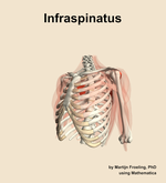 The infraspinatus muscle of the shoulder - orientation 15