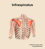 The infraspinatus muscle of the shoulder - orientation 4
