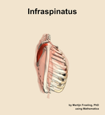 The infraspinatus muscle of the shoulder - orientation 9