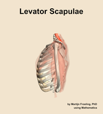 The levator scapulae muscle of the shoulder - orientation 1