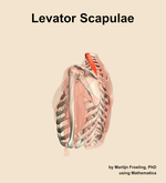 The levator scapulae muscle of the shoulder - orientation 2