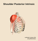 Muscles of the posterior intrinsic compartment of the shoulder - orientation 10