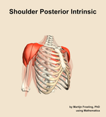 Muscles of the posterior intrinsic compartment of the shoulder - orientation 11