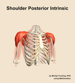 Muscles of the posterior intrinsic compartment of the shoulder - orientation 12