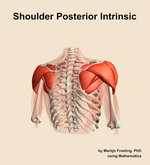 Muscles of the posterior intrinsic compartment of the shoulder - orientation 6