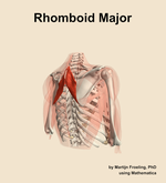 The rhomboid major muscle of the shoulder - orientation 7