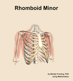 The rhomboid minor muscle of the shoulder - orientation 12