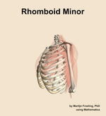 The rhomboid minor muscle of the shoulder - orientation 16