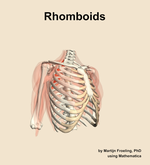The rhomboids muscle of the shoulder - orientation 11