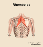 The rhomboids muscle of the shoulder - orientation 5