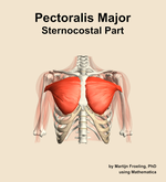 The sternocostal part of the pectoralis major muscle of the shoulder - orientation 13