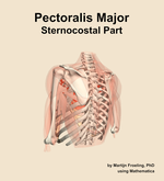 The sternocostal part of the pectoralis major muscle of the shoulder - orientation 3