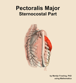 The sternocostal part of the pectoralis major muscle of the shoulder - orientation 8
