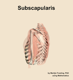 The subscapularis muscle of the shoulder - orientation 2