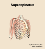 The supraspinatus muscle of the shoulder - orientation 11