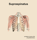 The supraspinatus muscle of the shoulder - orientation 13