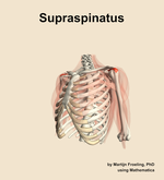 The supraspinatus muscle of the shoulder - orientation 15