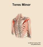 The teres minor muscle of the shoulder - orientation 7