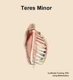 The teres minor muscle of the shoulder - orientation 9