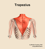 The trapezius muscle of the shoulder - orientation 5