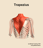 The trapezius muscle of the shoulder - orientation 6