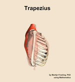 The trapezius muscle of the shoulder - orientation 9