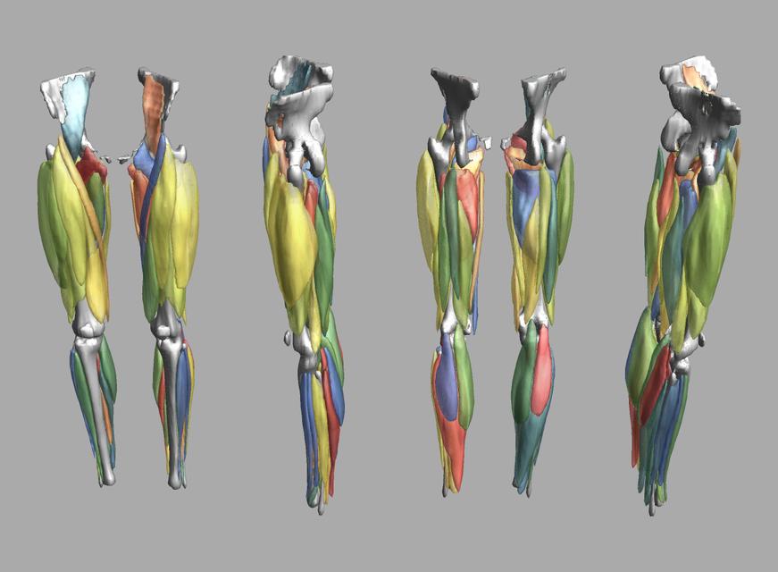 3D render of automated muscle segmentation labels generated using a CNN UNET.