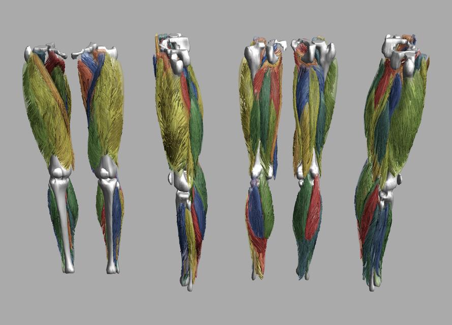 Whole leg 3D fiber tractography of all muscles segmented using a CNN UNET.