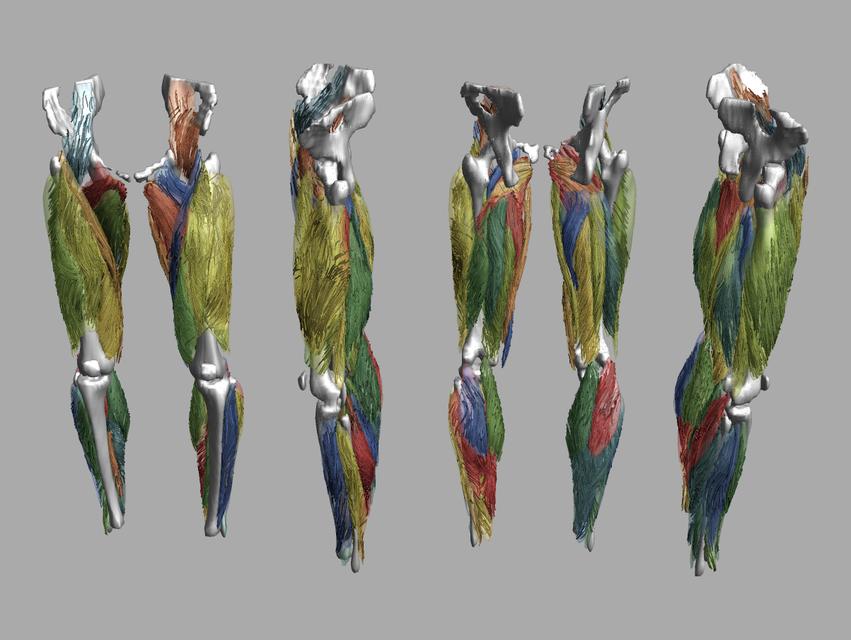 Whole leg 3D fiber tractography of all muscles segmented using a CNN UNET.