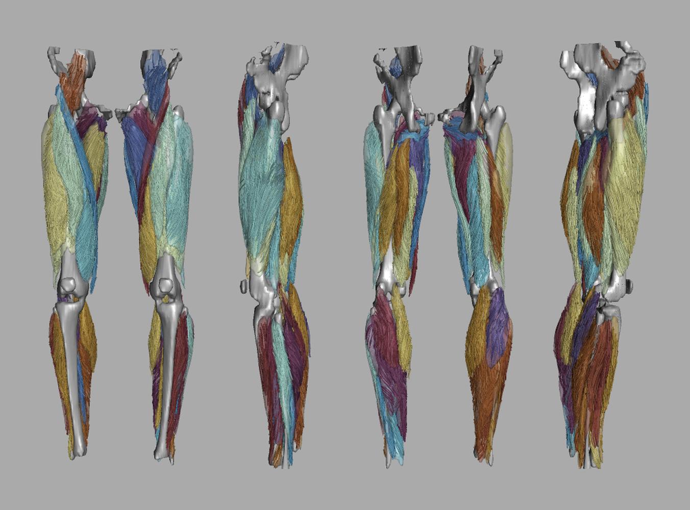 Whole leg 3D fiber tractography of all muscles segmented using a CNN UNET.