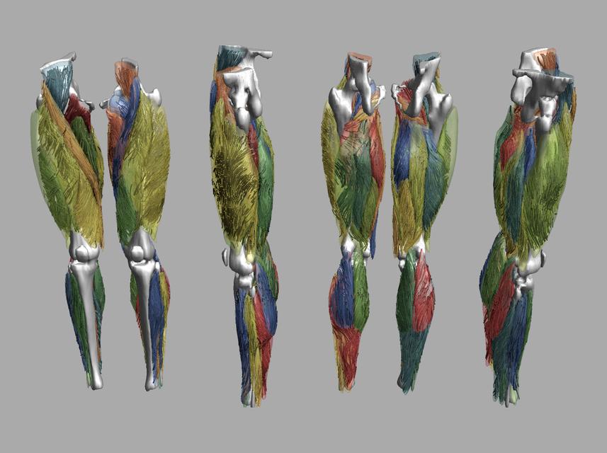 Whole leg 3D fiber tractography of all muscles segmented using a CNN UNET.