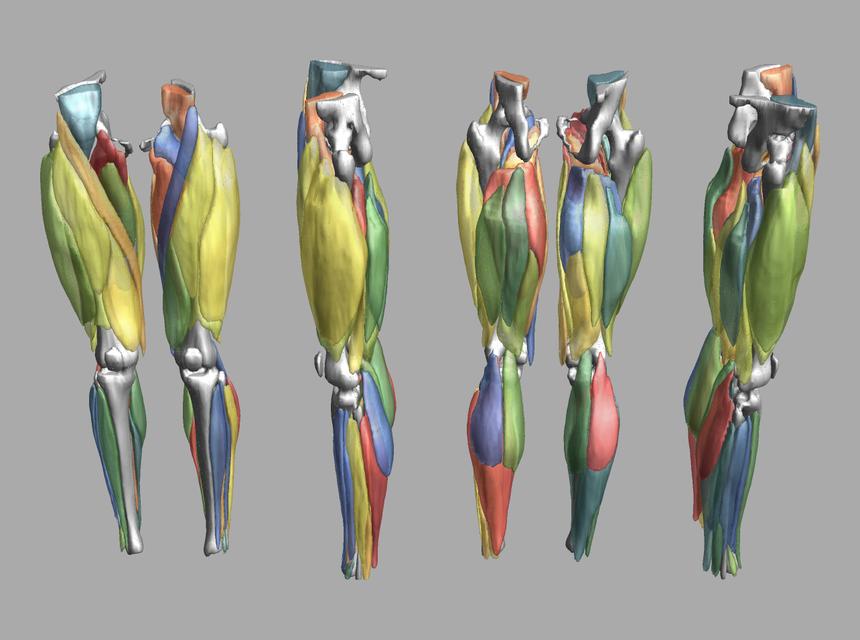 3D render of automated muscle segmentation labels generated using a CNN UNET.