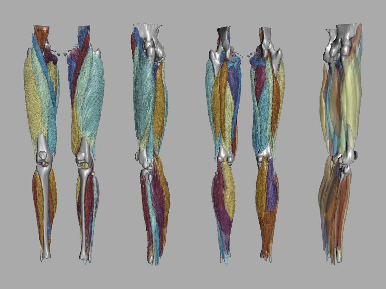 Whole leg 3D fiber tractography of all muscles segmented using a CNN UNET.