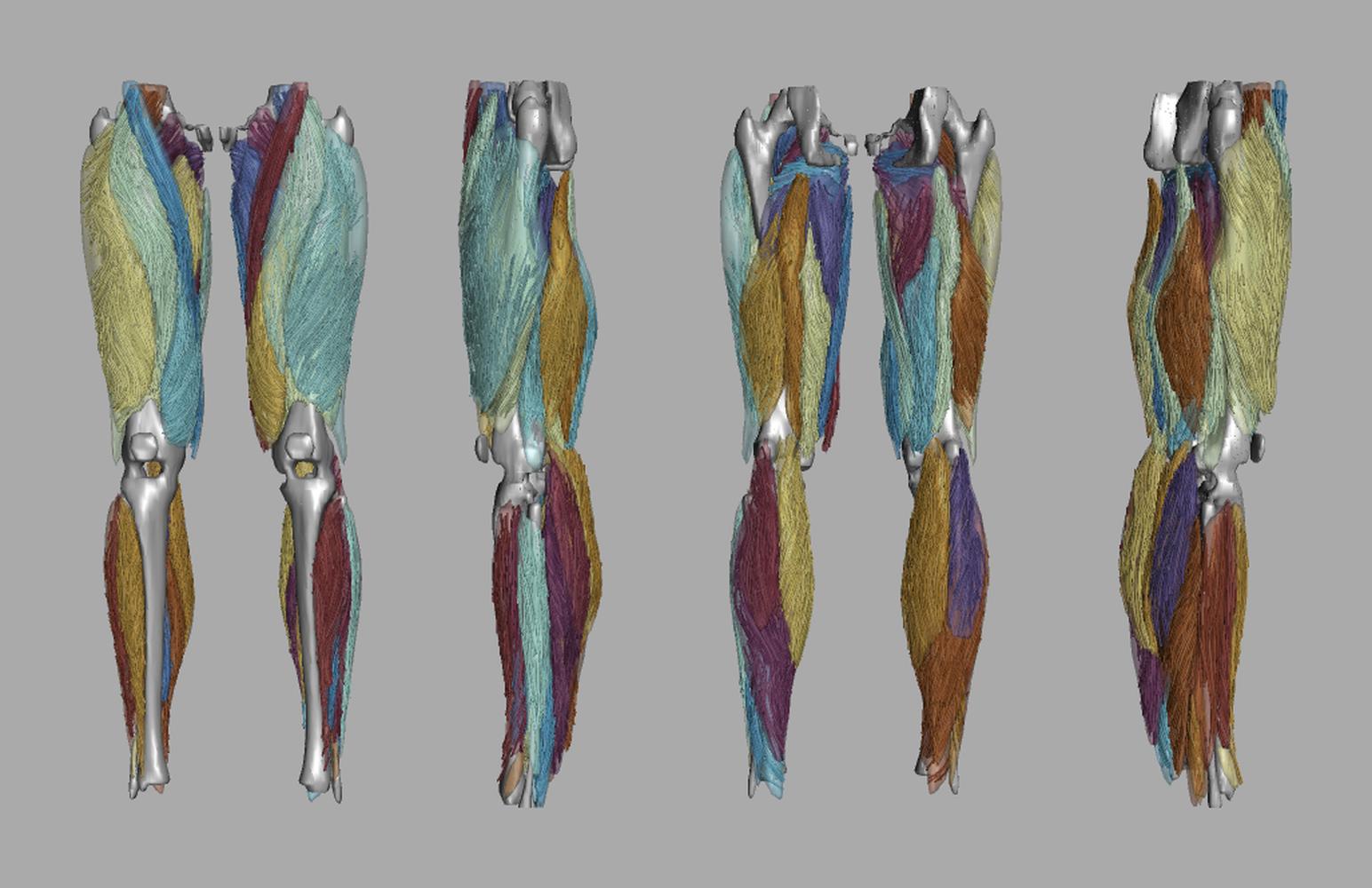 Whole leg 3D fiber tractography of all muscles segmented using a CNN UNET.