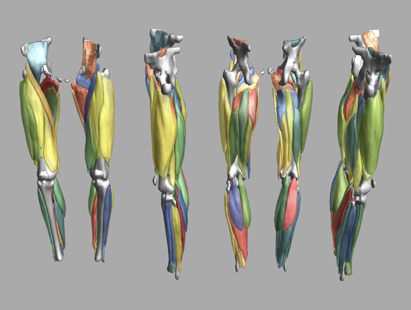 3D render of automated muscle segmentation labels generated using a CNN UNET.