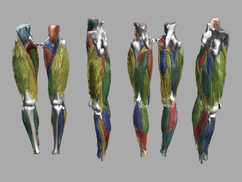 Whole leg 3D fiber tractography of all muscles segmented using a CNN UNET.