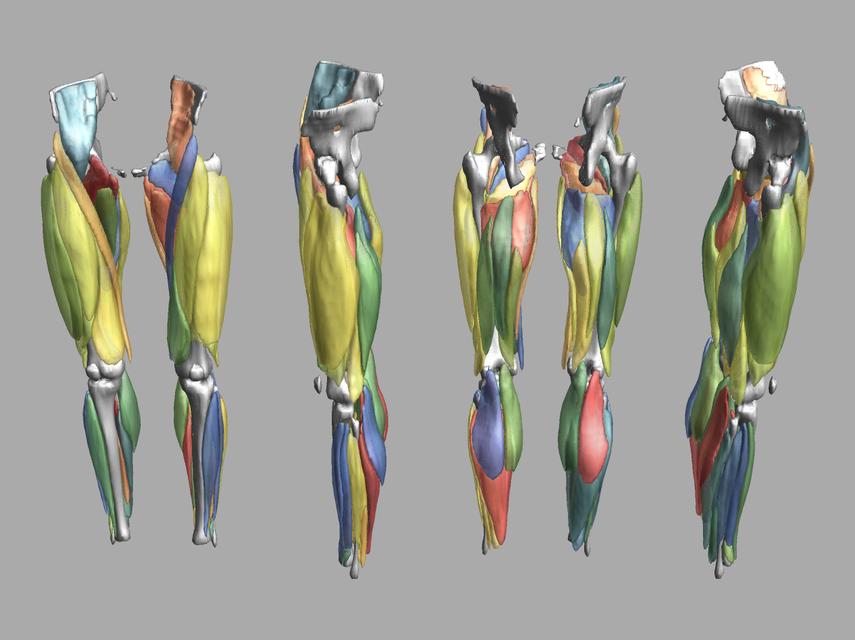 3D render of automated muscle segmentation labels generated using a CNN UNET.