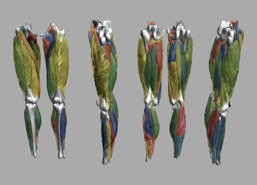 Whole leg 3D fiber tractography of all muscles segmented using a CNN UNET.