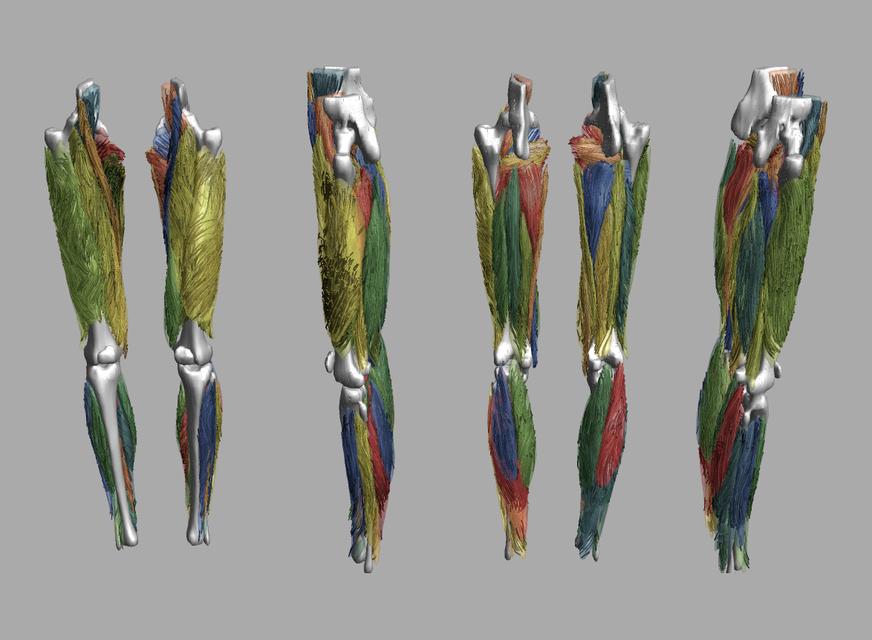 Whole leg 3D fiber tractography of all muscles segmented using a CNN UNET.