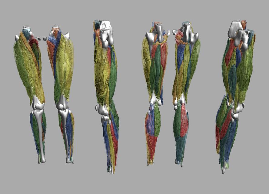 Whole leg 3D fiber tractography of all muscles segmented using a CNN UNET.