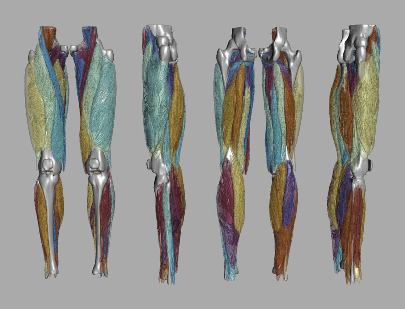 Whole leg 3D fiber tractography of all muscles segmented using a CNN UNET.