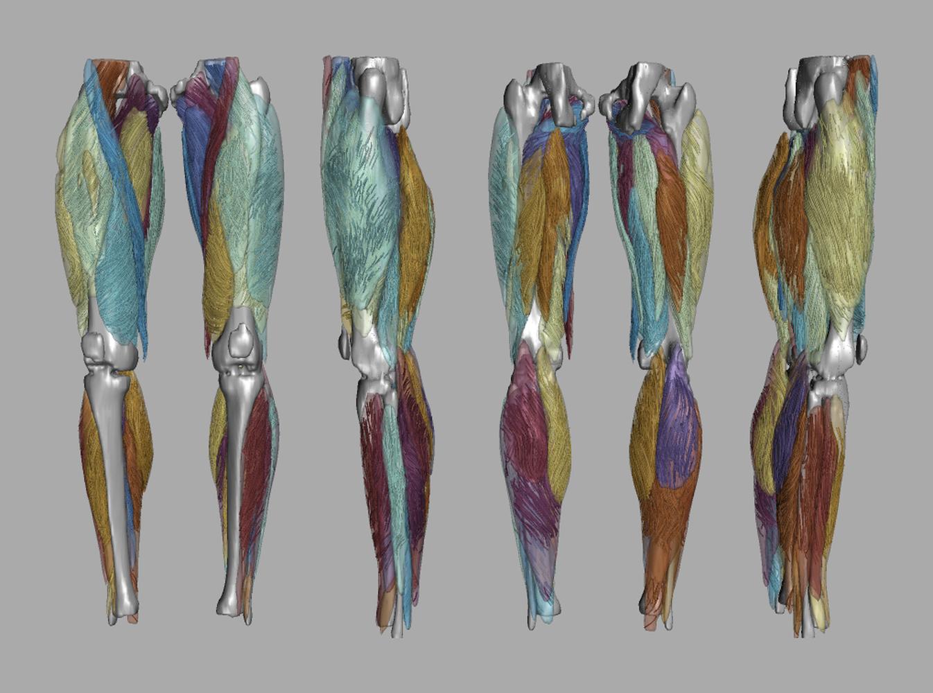 Whole leg 3D fiber tractography of all muscles segmented using a CNN UNET.