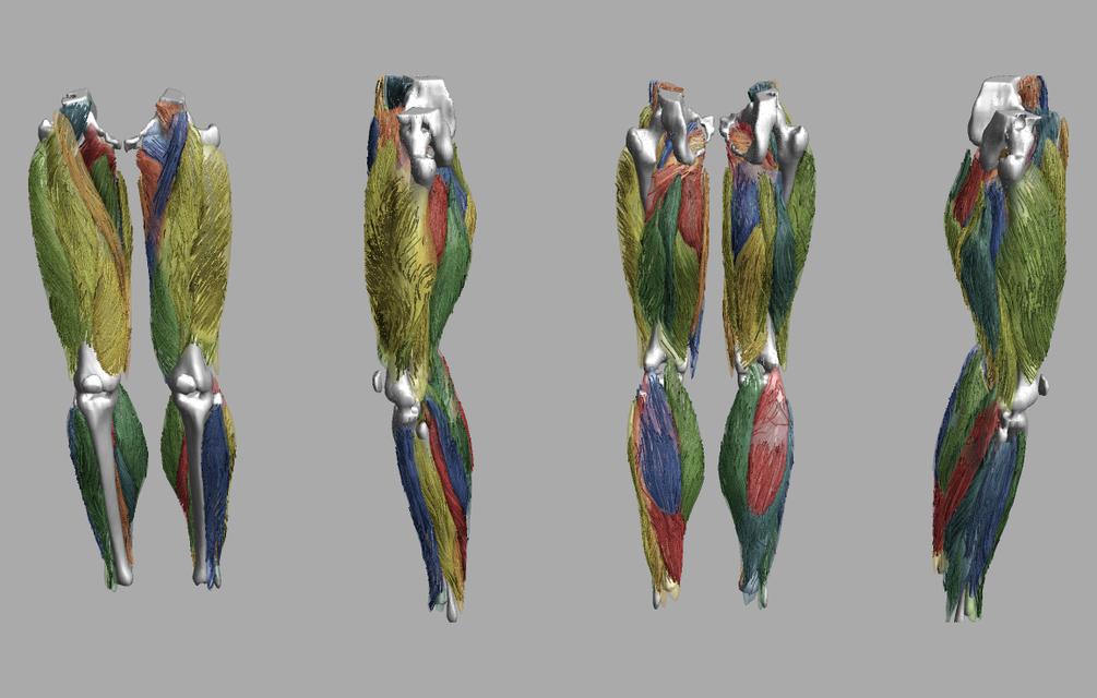 Whole leg 3D fiber tractography of all muscles segmented using a CNN UNET.