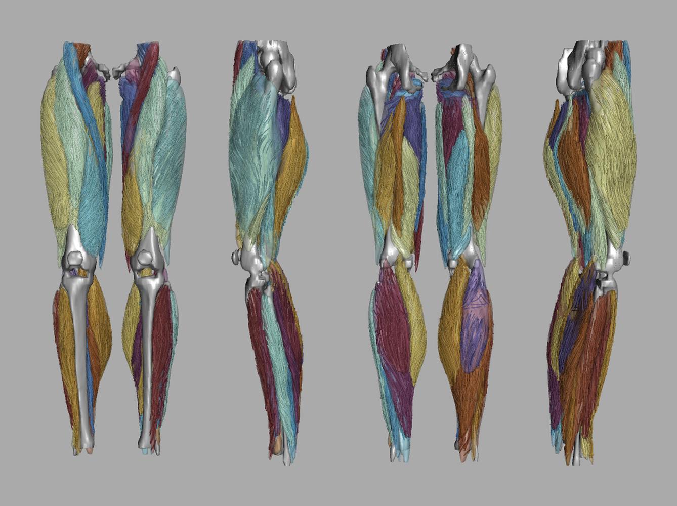 Whole leg 3D fiber tractography of all muscles segmented using a CNN UNET.